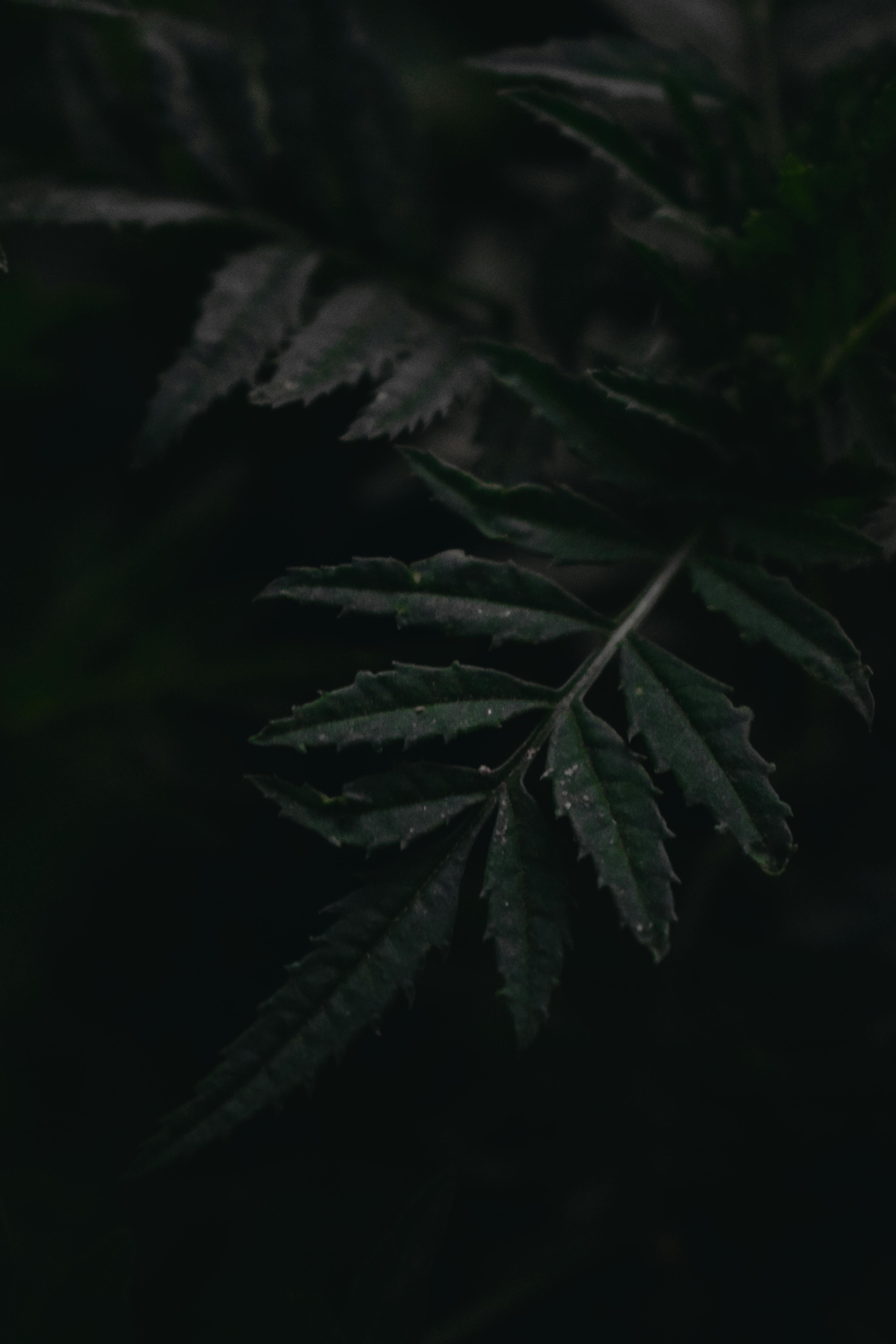 Stress and burnout support